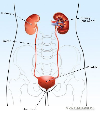 intraductal carcinoma prostate pathology outlines diéta prosztata krónikus